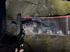 マゾイの釣果