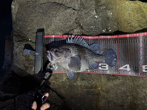 マゾイの釣果