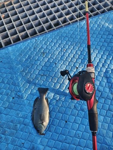 グレの釣果