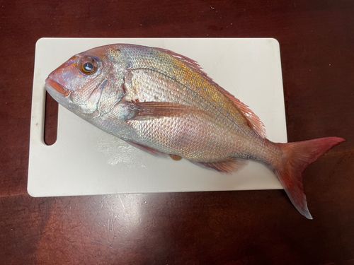 釣果