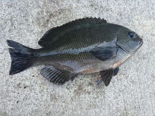 メジナの釣果