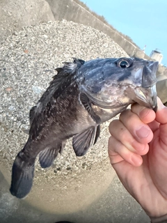 ソイの釣果
