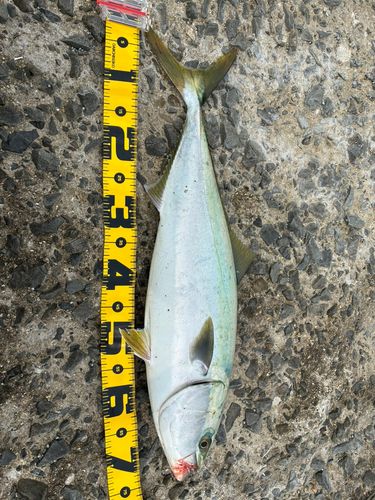 メジロの釣果