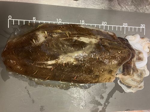 モンゴウイカの釣果