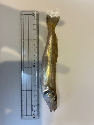 キスの釣果