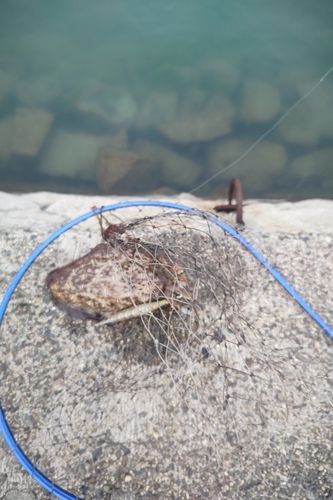 モンゴウイカの釣果