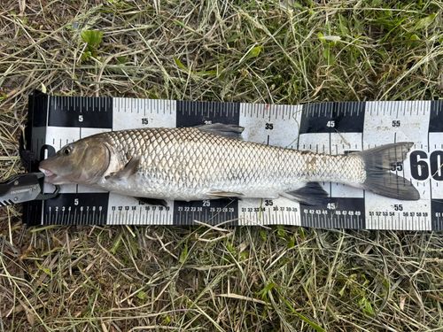 ニゴイの釣果