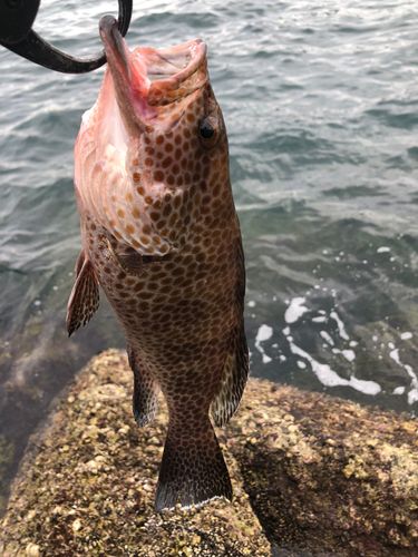 オオモンハタの釣果