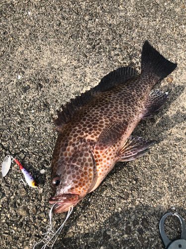 オオモンハタの釣果
