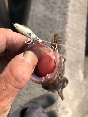 オオモンハタの釣果