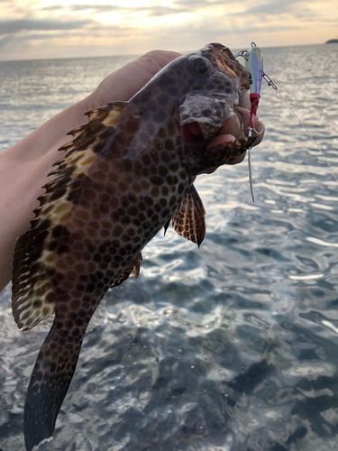 オオモンハタの釣果