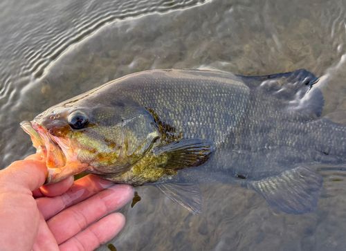 スモールマウスバスの釣果