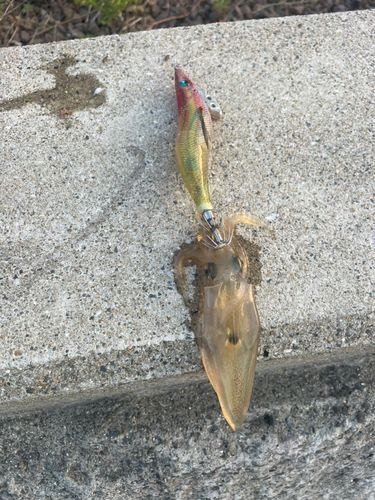 ヒイカの釣果