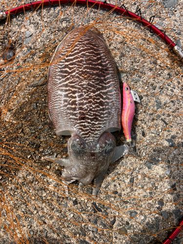 コウイカの釣果