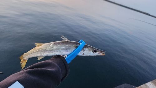 カマスの釣果