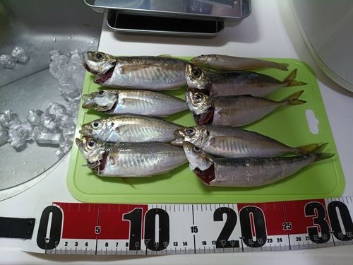 マアジの釣果