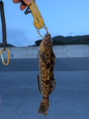 アイナメの釣果