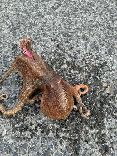 タコの釣果