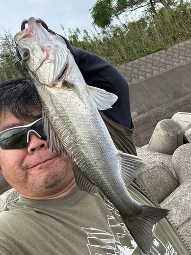 セイゴ（ヒラスズキ）の釣果