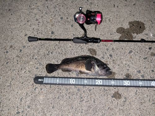 クロソイの釣果