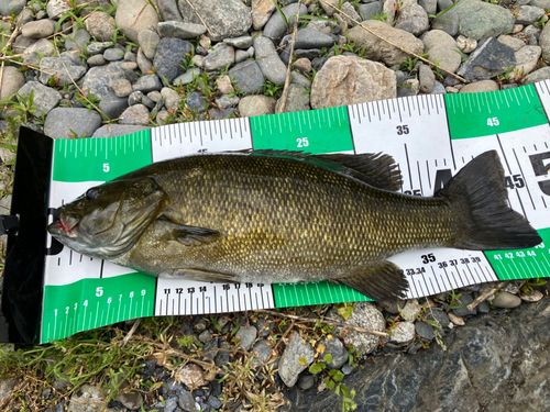 スモールマウスバスの釣果