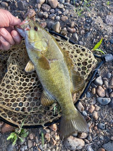 スモールマウスバスの釣果