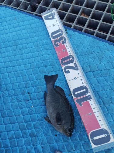 グレの釣果
