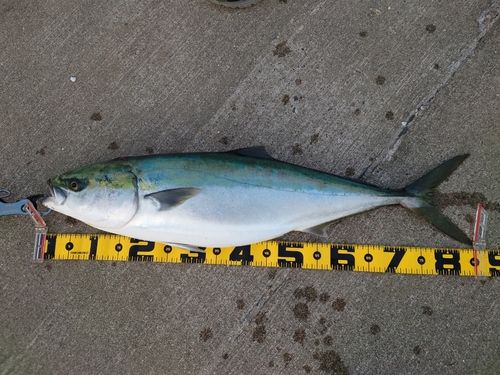 ブリの釣果
