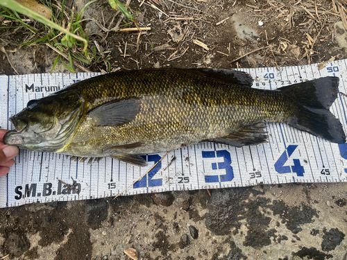 スモールマウスバスの釣果
