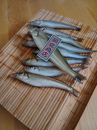 シロギスの釣果