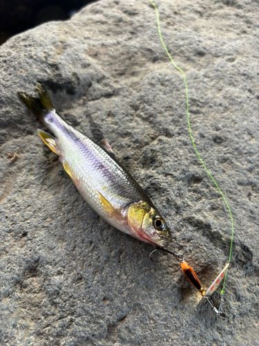 アブラハヤの釣果