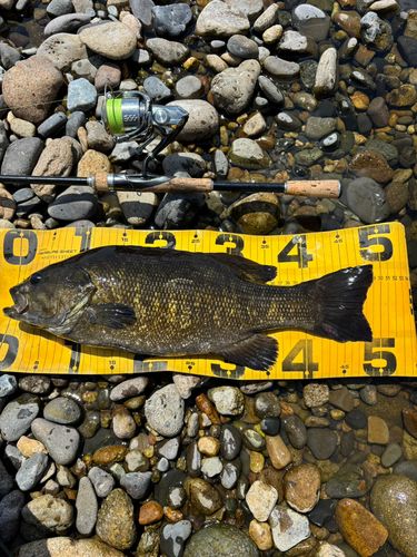スモールマウスバスの釣果