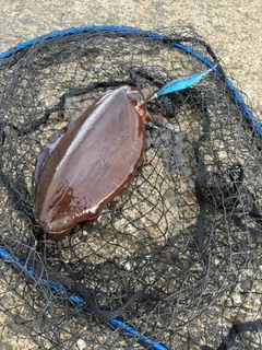 モンゴウイカの釣果