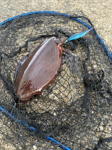 モンゴウイカの釣果