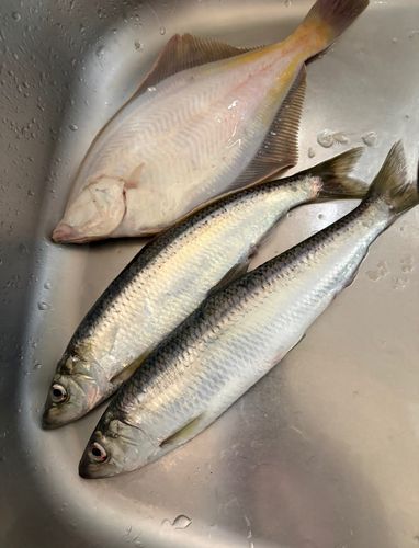ニシンの釣果・釣り情報まとめ【2026年最新】 - アングラーズ | 釣果