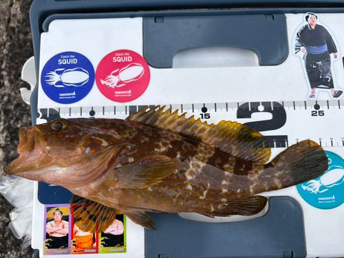 キジハタの釣果