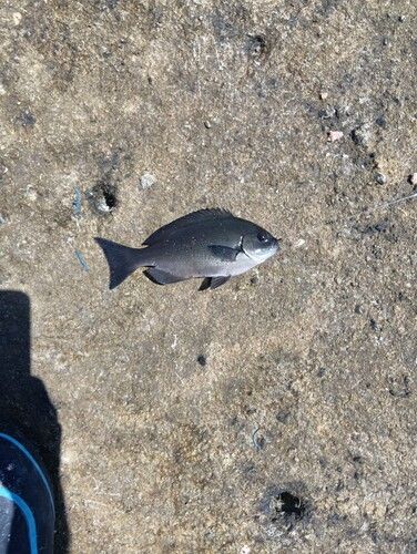 メジナの釣果