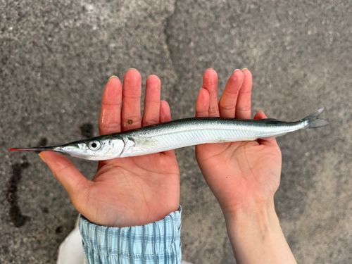 サヨリの釣果
