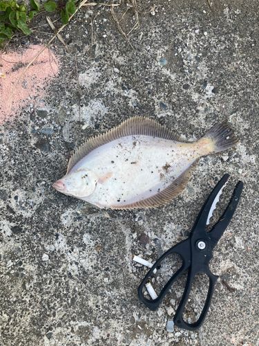 マガレイの釣果
