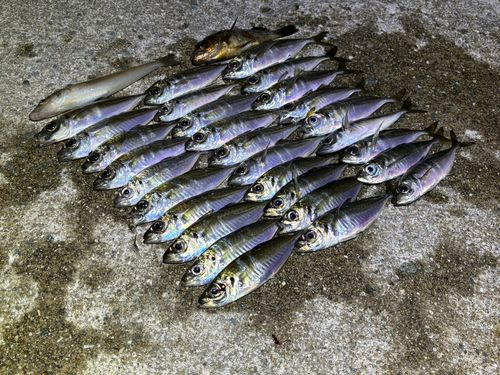 アジの釣果