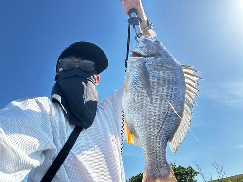 キビレの釣果