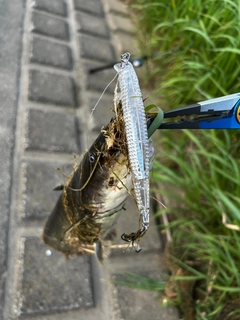 ナマズの釣果