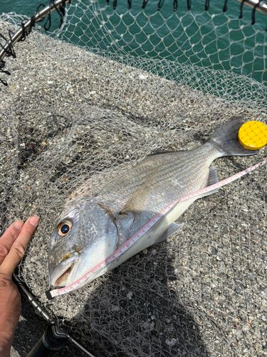 ヘダイの釣果