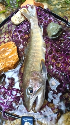 イワナの釣果