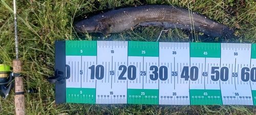ニホンナマズの釣果