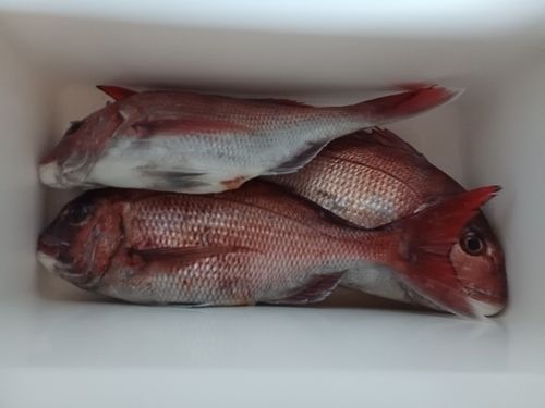 マダイの釣果