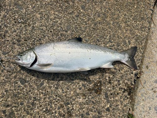 サツキマスの釣果