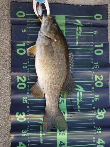 スモールマウスバスの釣果