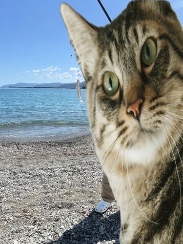 キスの釣果
