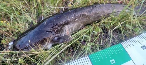 ニホンナマズの釣果